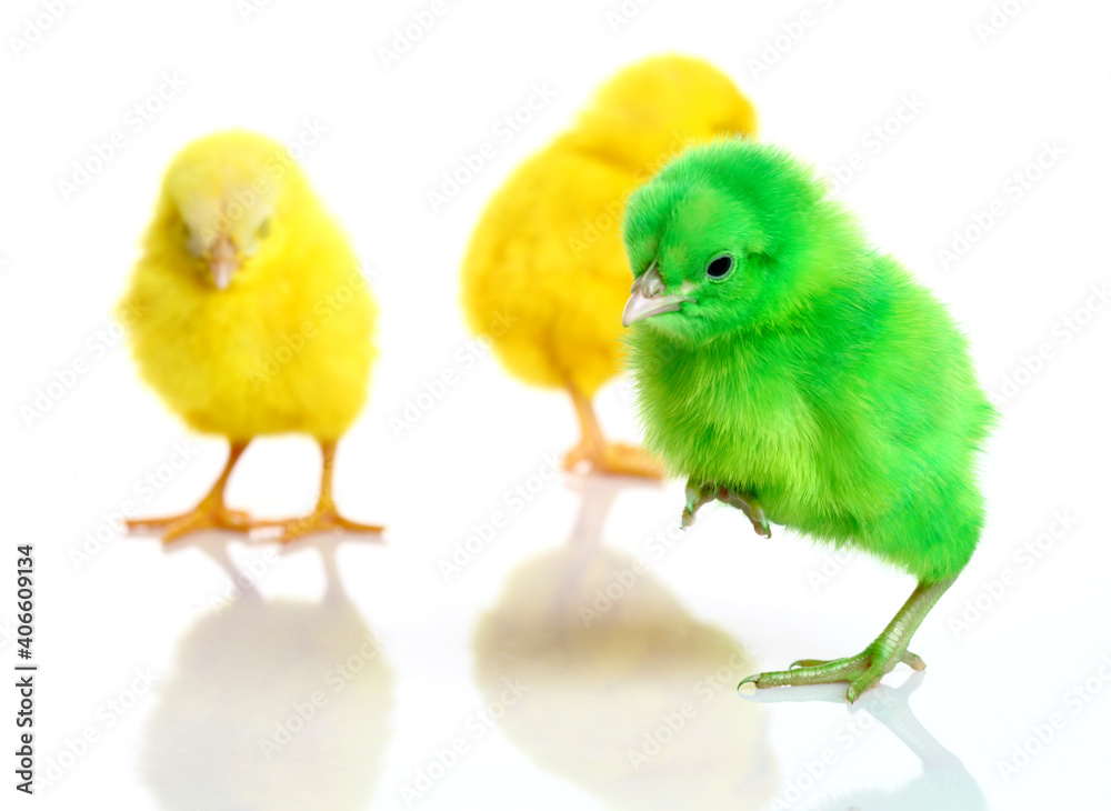 Three colorful cute baby chickens - Buff Corrington chicks on white