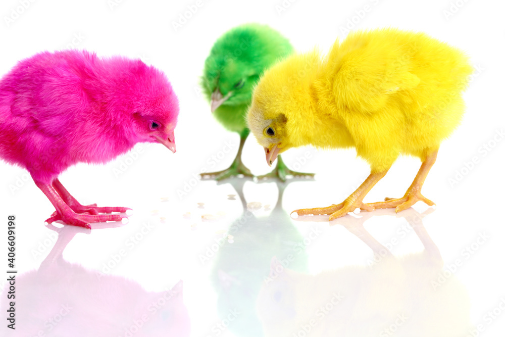 Cute colorful baby chickens sleeping on white background.
