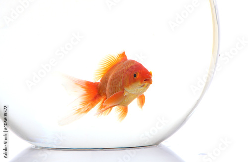 Gold fish in fish bowl on the white