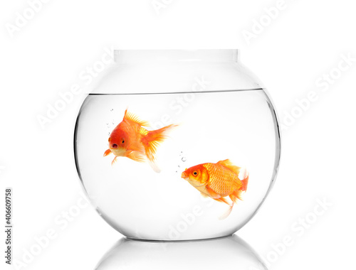 Gold fishes in fish bowl on white