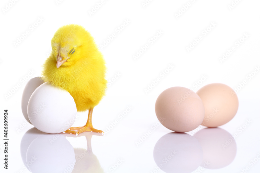 Cute yellow little chickens coming out of a white egg on white background.