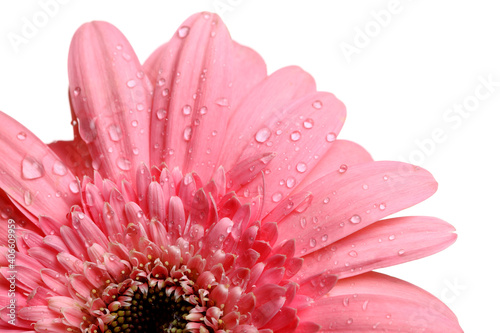Pink daisy flower with water drops isolated over white background