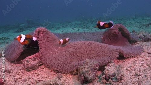 Saddleback anemone fishes swimming in big sea anemone on sandy flat reef with dark blue ocean in the background. photo