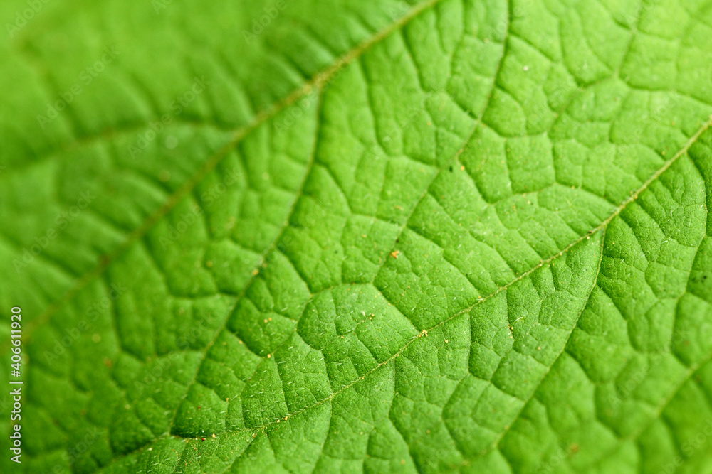 green leaf texture green leaf texture