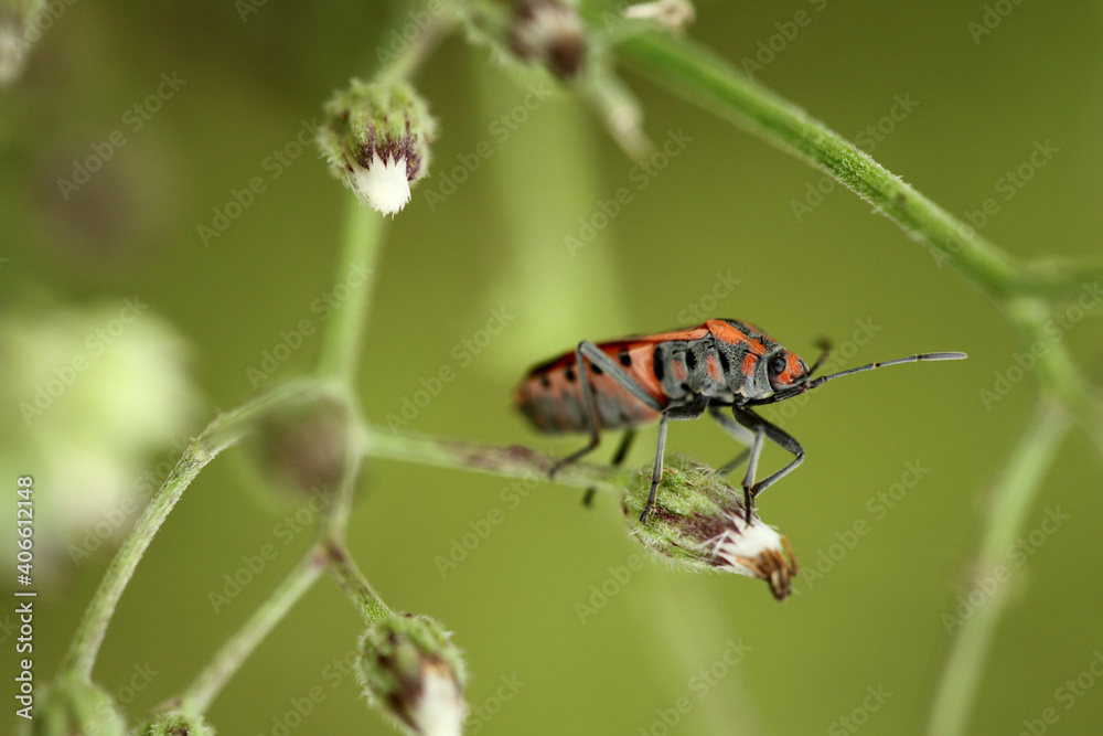 beetle on plant leaf taken with macro lens. beetle on plant leaf taken with macro lens.