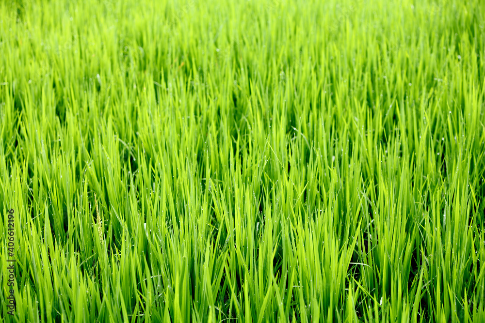 green rice field