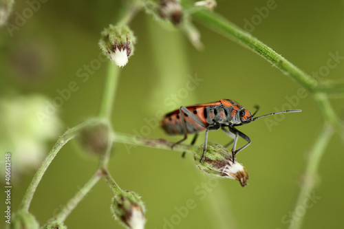 beetle on plant leaf taken with macro lens. © krishna