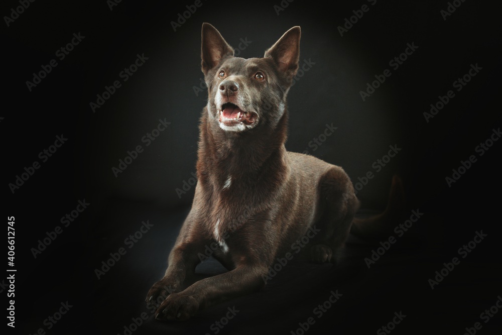 kelpie australian dog on black background kelpie australian dog on black background