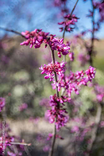 A red violet wildflowers in Boyce Thompson Arboretum SP  Arizona