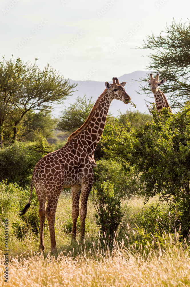 Obraz premium Two giraffes in the savannah of Tsavo East