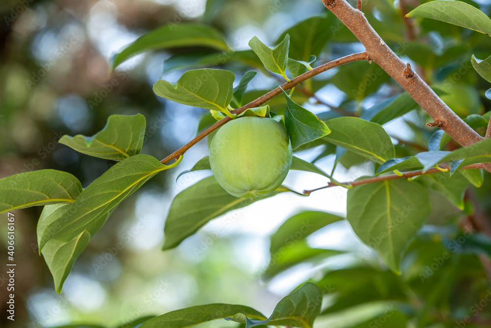 raw persimmon fruit on tree raw persimmon fruit on tree