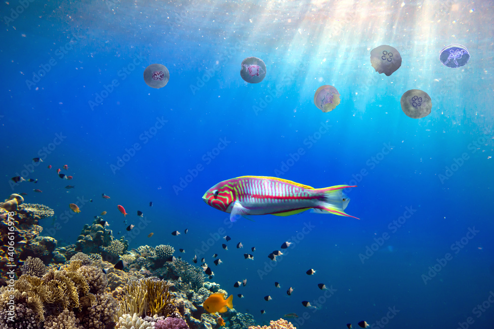 Colorful reef and Moon Jellyfish Swim Underwater