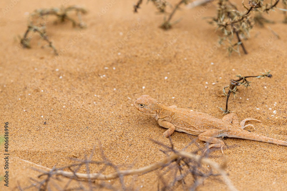 Spotted toad-headed Agama buried in steppe sand Spotted toad-headed Agama buried in steppe sand
