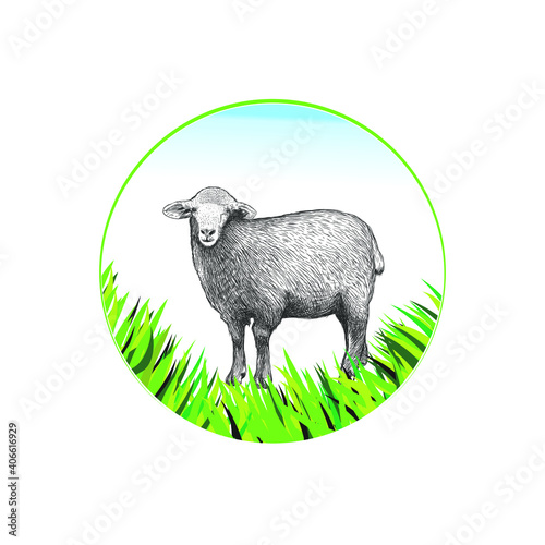 Sheep illustration logo for farm company photo