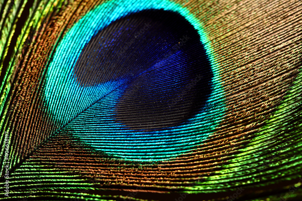 Obraz premium peacock feather closeup. macro