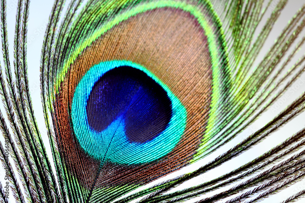 Obraz premium peacock feather closeup. macro