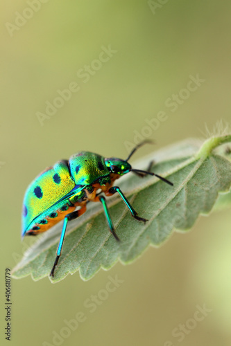 Green beetle on plant leaf taken with macro lens. © krishna