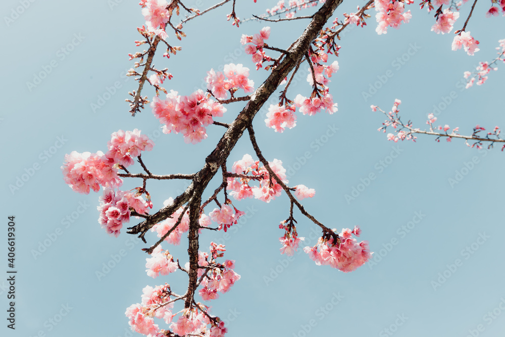 Pink Cherry Blossom in Springtime, Sakura Flowers Blossoming With Branches Against Blue Sky Background. Abstract Nature Backgrounds of Beautiful Sakura Flower Blossoming in Spring Season. Pink Cherry Blossom in Springtime, Sakura Flowers Blossoming With Branches Against Blue Sky Background. Abstract Nature Backgrounds of Beautiful Sakura Flower Blossoming in Spring Season.