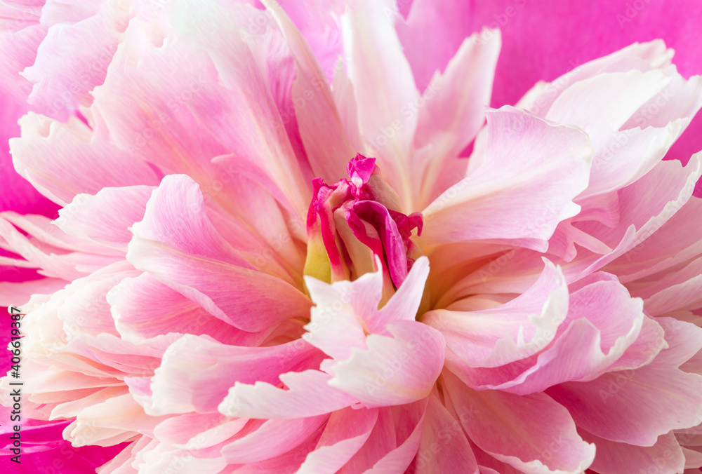 Blooming peony. Pink flower close up