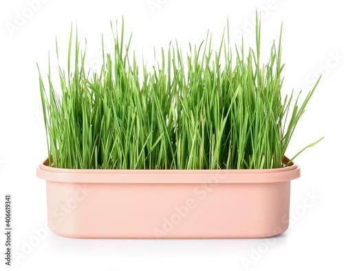 Fresh green wheatgrass in plastic container on white background