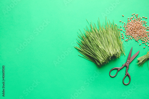 Fresh wheatgrass, seeds and scissors on color background