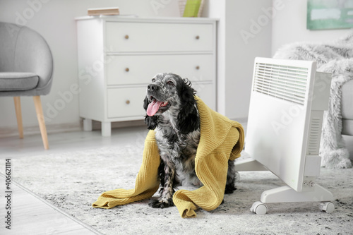 Cute dog with warm sweater ...