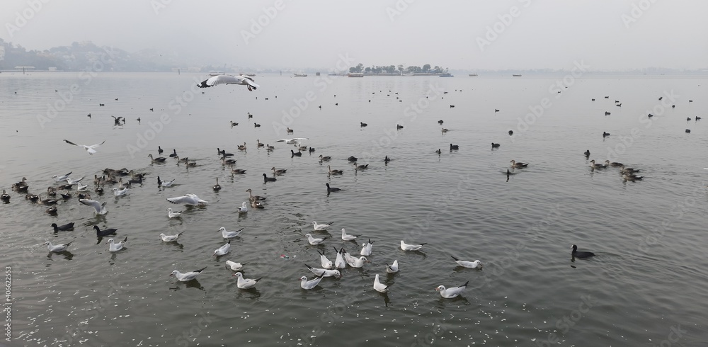 flock of seagulls