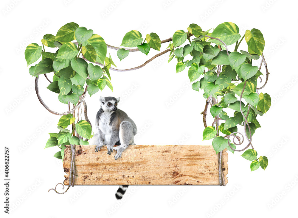 Fototapeta premium Ringtailed lemur, old wooden board, lianas and leaves of tropical plant
