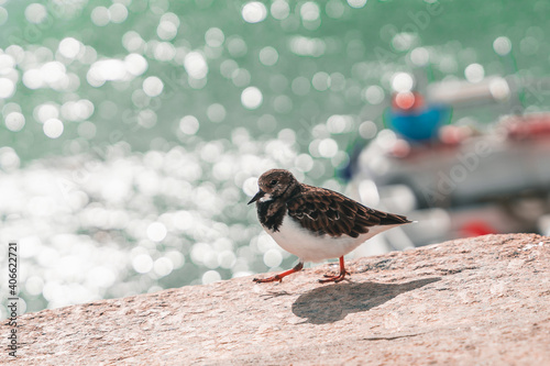 Sandpiper at the port