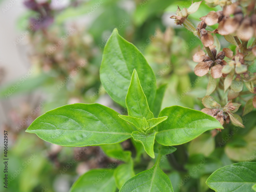 Obraz premium basil flower and leaves on blur background