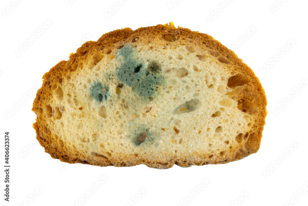 moldy slice of bread on a white background