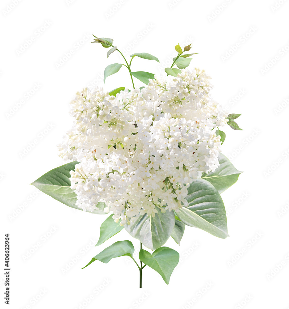 Fototapeta premium Branch of Lilac with white flowers and leaves