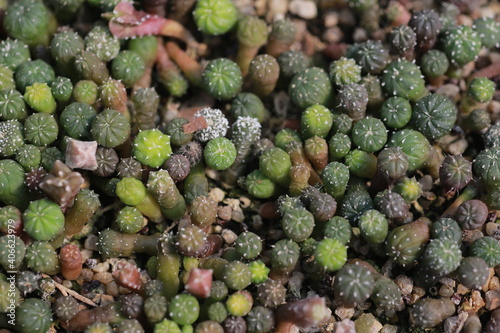 Cultivation of cactus in a greenhouse