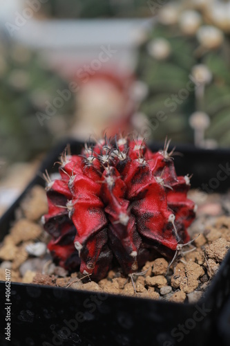 Cultivation of cactus in a greenhouse