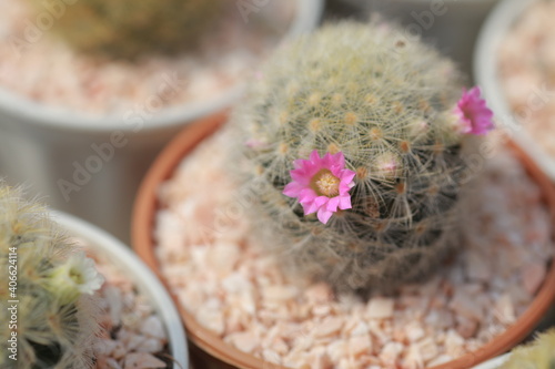 Cultivation of cactus in a greenhouse