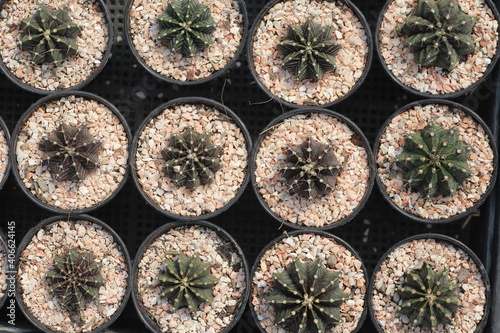 Cultivation of cactus in a greenhouse
