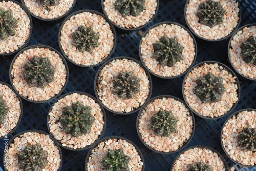 Cultivation of cactus in a greenhouse