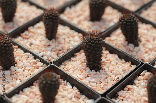 Cultivation of cactus in a greenhouse
