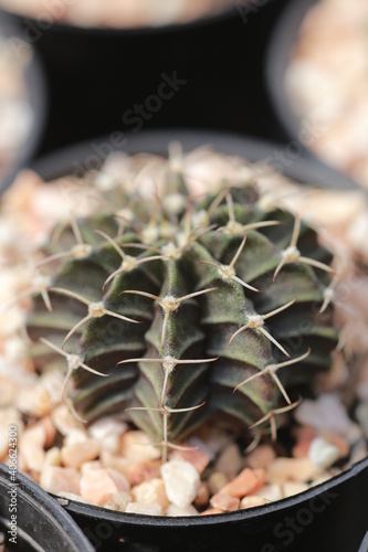 Cultivation of cactus in a greenhouse