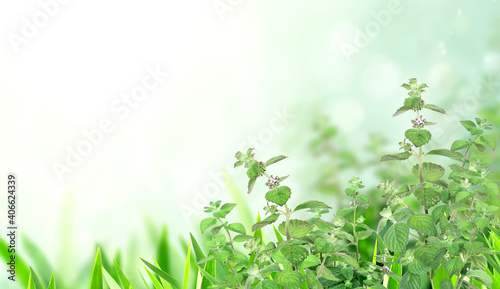 Horizontal banner with green peppermint leaves