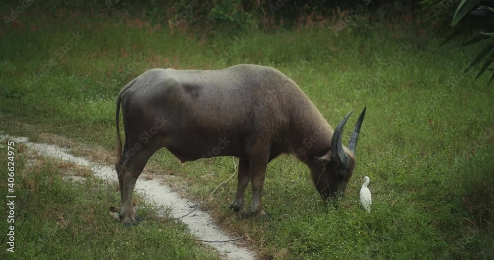 Buffalo eating grass in field with white egrets walking around Buffalo eating grass in field with white egrets walking around