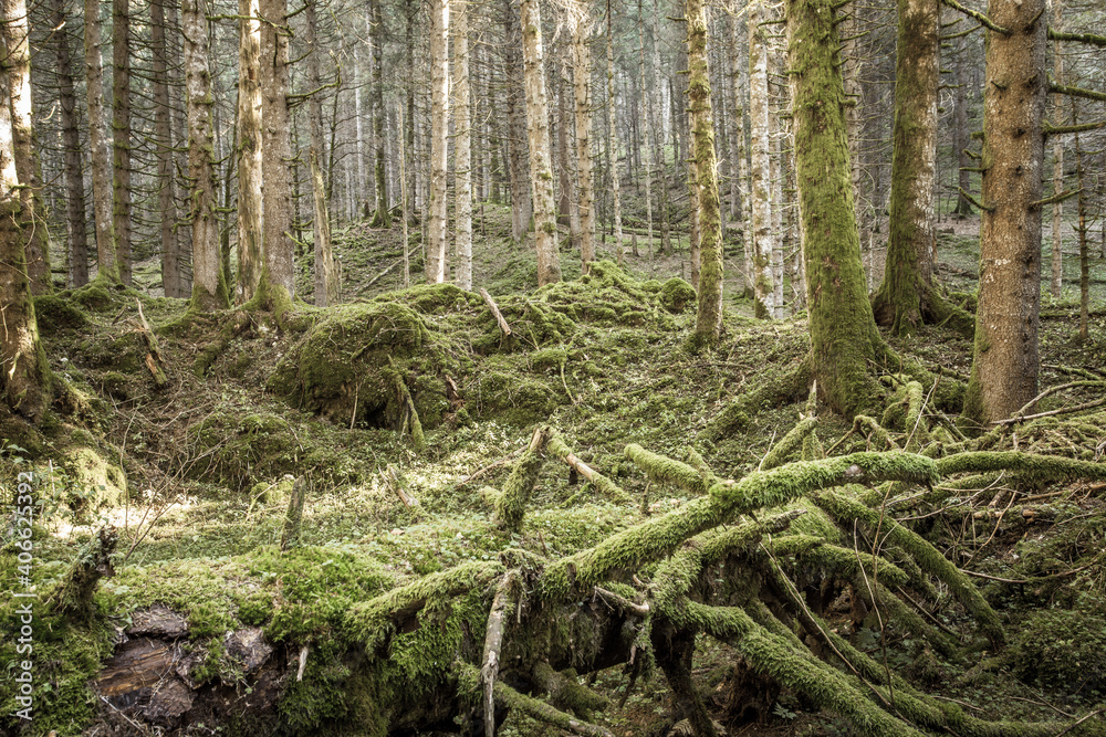 Obraz premium green moss over an old pine tree inside the forest