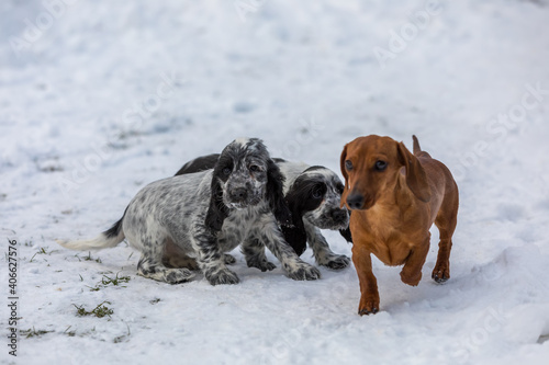 Cute small pure breed dog English Cocker Spaniel and dachshund, puppy in snowy winter garden. Breeding station, descendants of European champions.