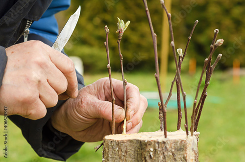 Bilde på lerret Male hands renovation garden tree in spring