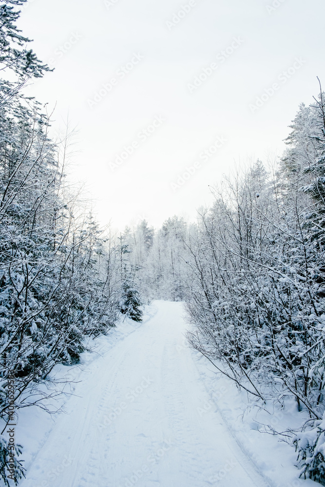Obraz premium Winter forest landscape.
