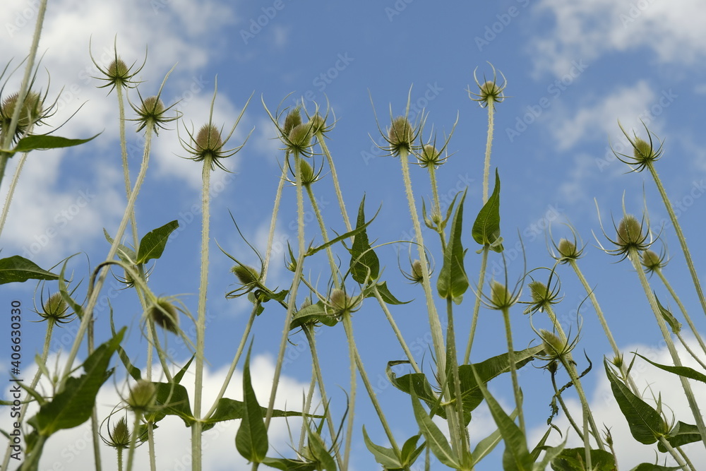 Teasel flowers, flowering against bleu sky, ground perspective