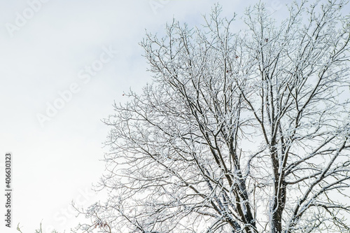 Beautiful atmospheric winter landscape. Snow covered tree in the forest. Winter nature background.