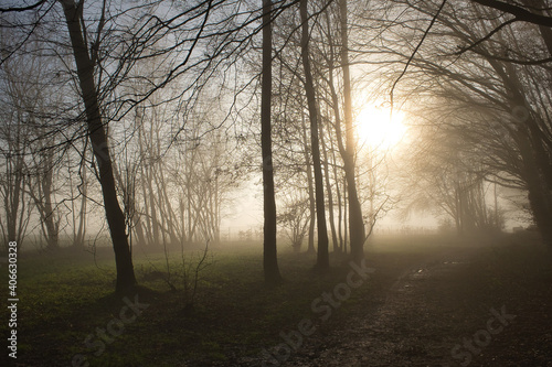 Beautiful view of tree silhouettes on a gloomy day in Lasne Belgium photo