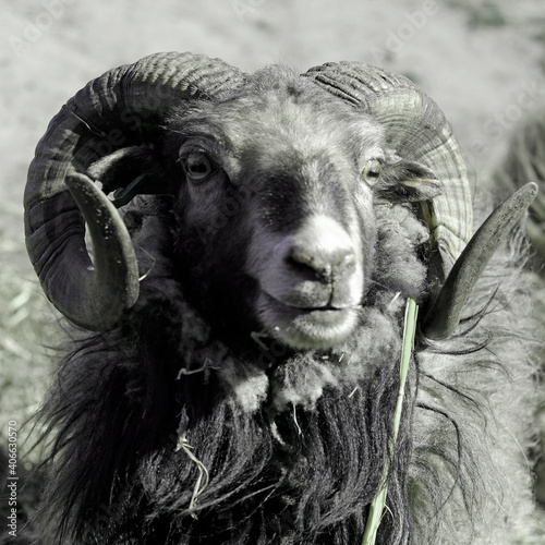 close up of a ram sheep