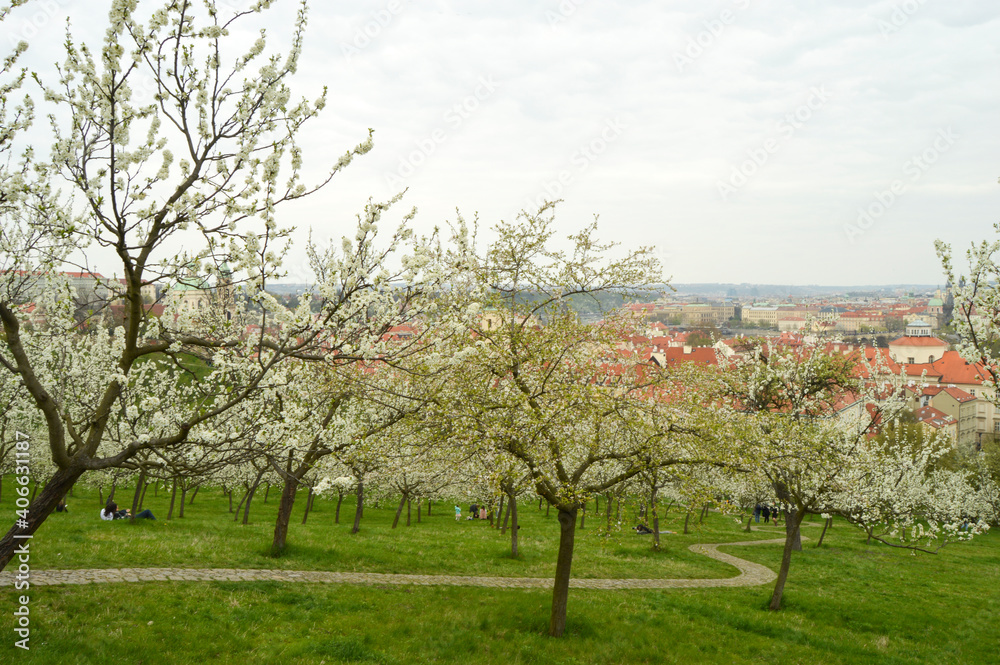Blooming trees in Petrin, Prague, Czech Republic Blooming trees in Petrin, Prague, Czech Republic